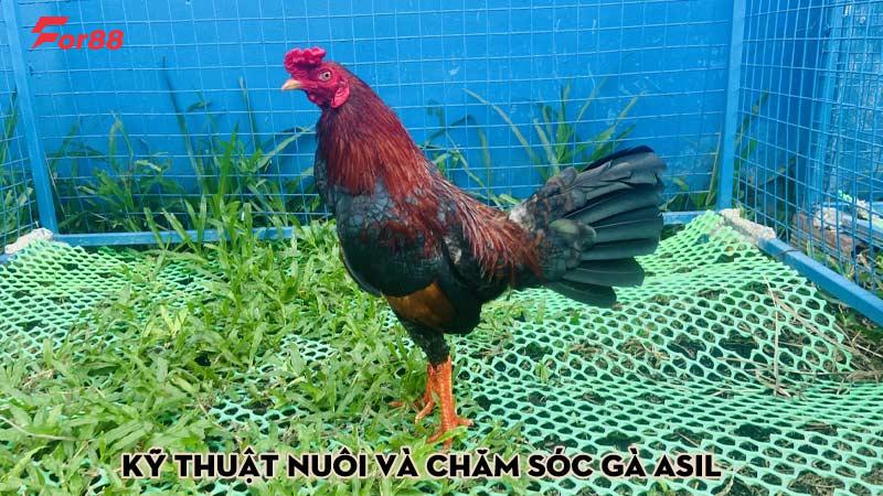 Kỹ thuật nuôi và chăm sóc gà Asil