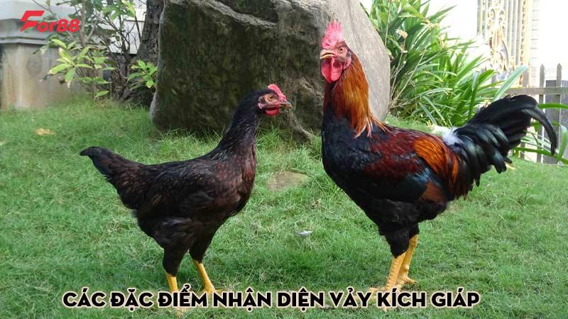 Các đặc điểm nhận diện vảy kích giáp