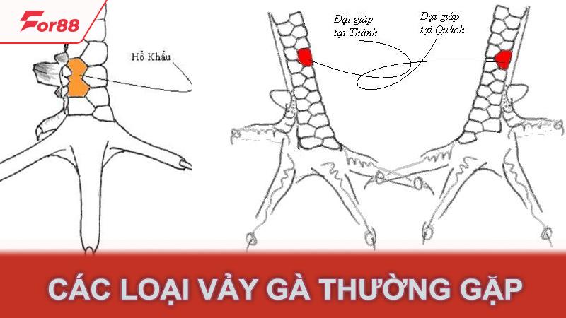 Các loại vảy gà thường gặp