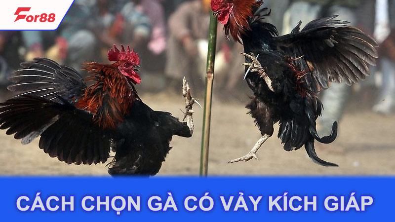 Cách chọn gà có vảy kích giáp