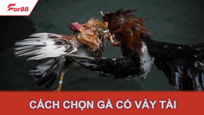 Cách chọn gà có vảy tài