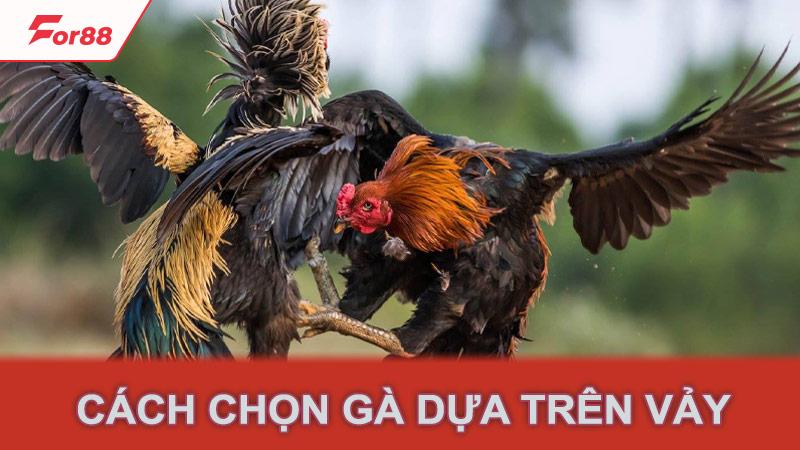 Cách chọn gà dựa trên vảy