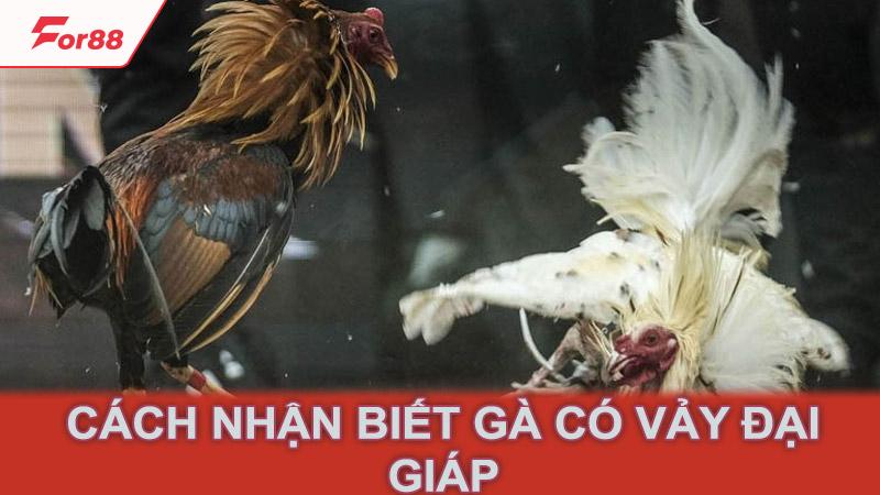 Cách nhận biết gà có vảy đại giáp