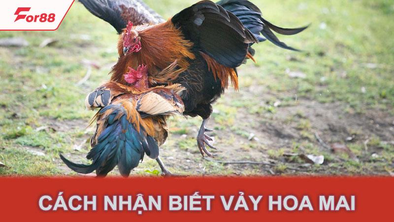 Cách nhận biết vảy hoa mai