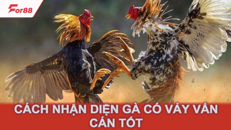 Cách nhận diện gà có vảy vấn cán tốt