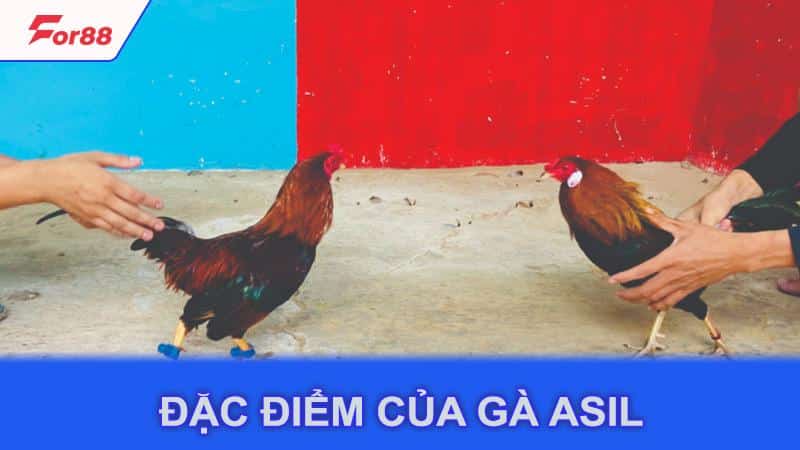 Đặc điểm của gà Asil