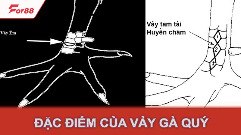 Đặc điểm của vảy gà quý