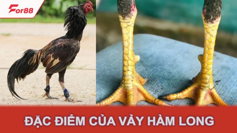 Đặc điểm của vảy hàm long