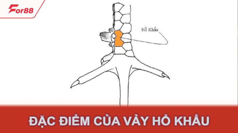 Đặc điểm của vảy hổ khẩu