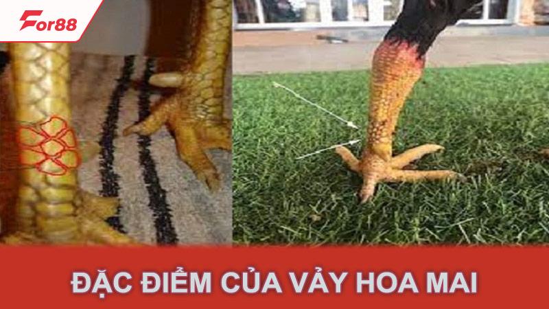 Đặc điểm của vảy hoa mai