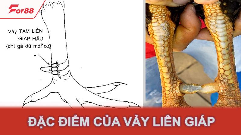 Đặc điểm của vảy liên giáp