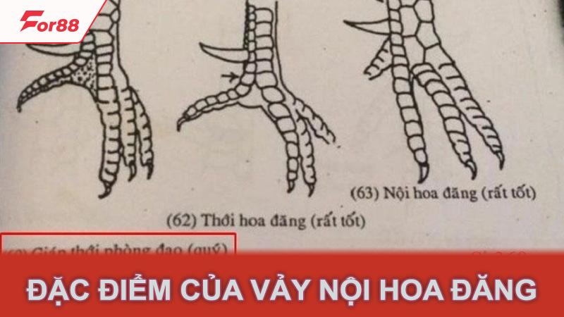 Đặc điểm của vảy nội hoa đăng