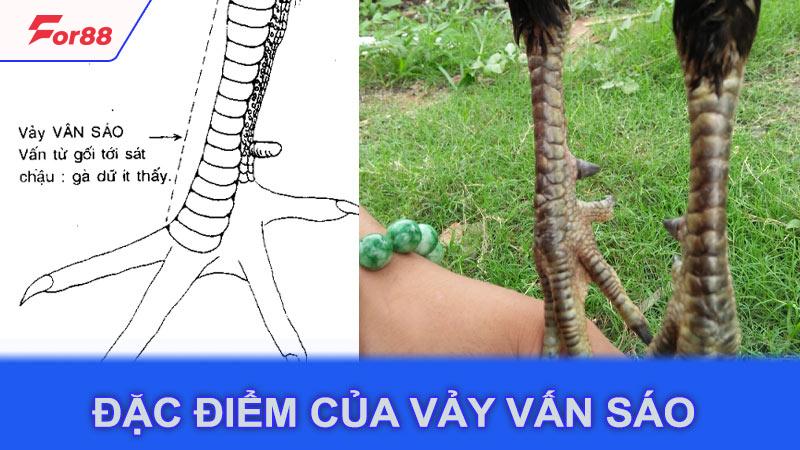 Đặc điểm của vảy vấn sáo