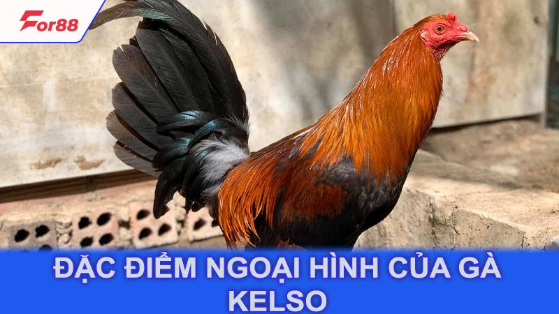 Đặc điểm ngoại hình của gà Kelso