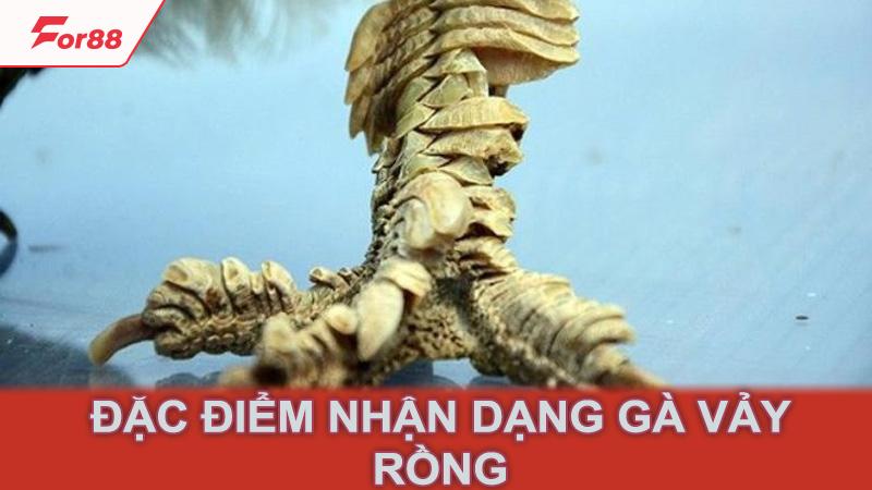 Đặc điểm nhận dạng gà vảy rồng