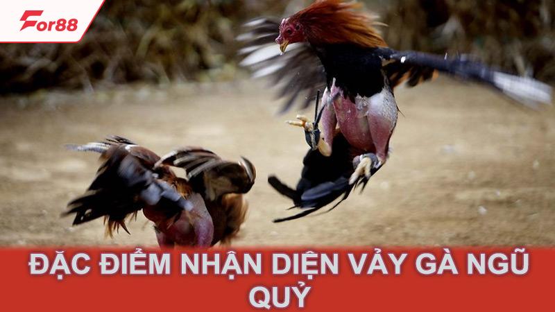 Đặc điểm nhận diện vảy gà ngũ quỷ