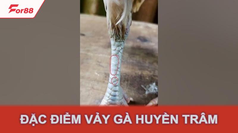 Đặc điểm vảy gà huyền trâm