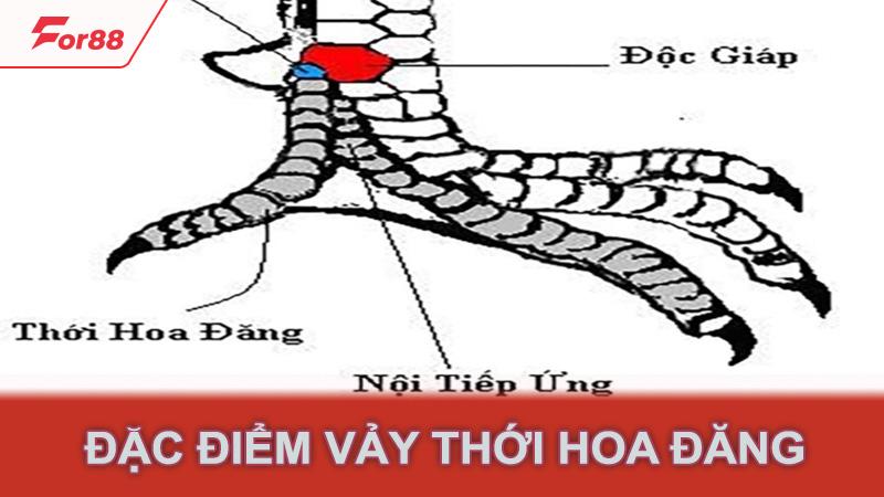 Đặc điểm vảy thới hoa đăng