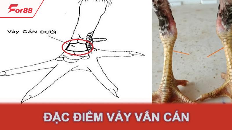 Đặc điểm vảy vấn cán