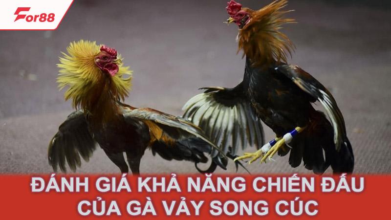 Đánh giá khả năng chiến đấu của gà vảy song cúc