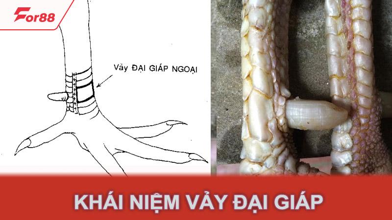 Khái niệm vảy đại giáp