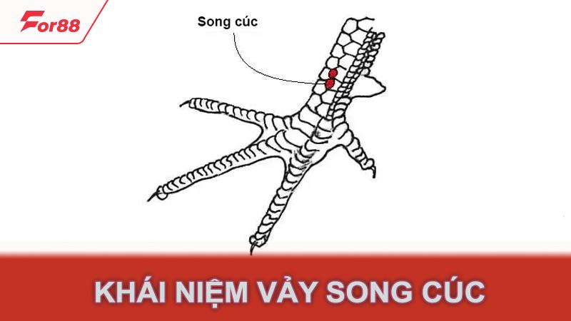 Khái niệm vảy song cúc