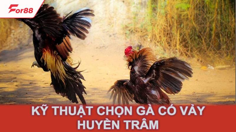 Kỹ thuật chọn gà có vảy huyền trâm