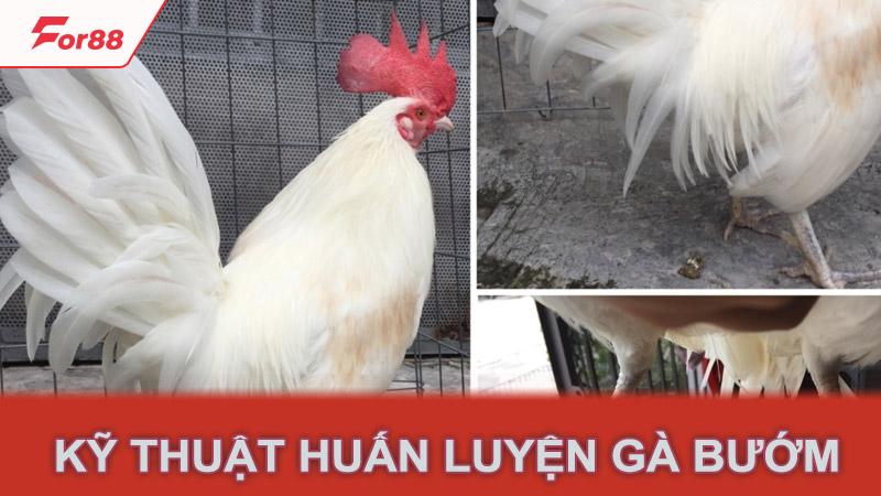 Kỹ thuật huấn luyện gà bướm