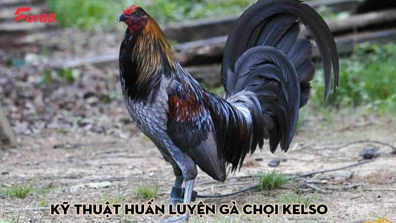 Kỹ thuật huấn luyện gà chọi Kelso