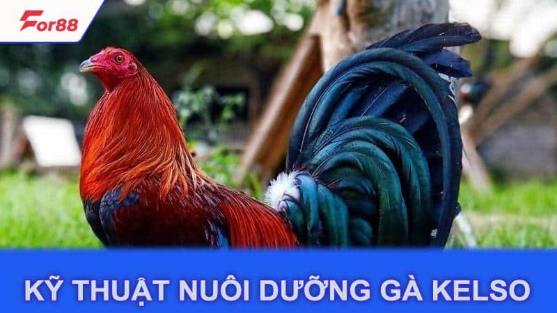 Kỹ thuật nuôi dưỡng gà Kelso