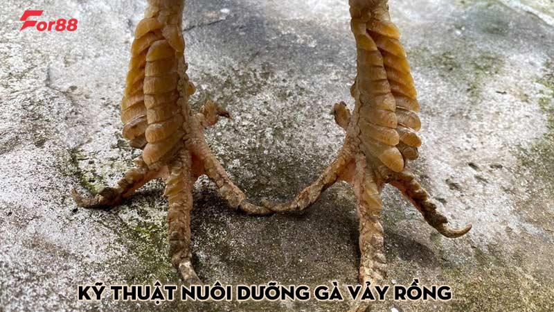 Kỹ thuật nuôi dưỡng gà vảy rồng