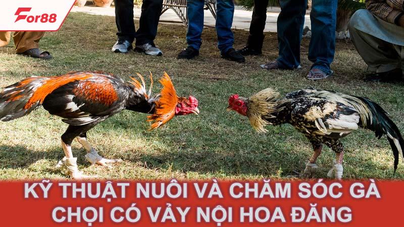 Kỹ thuật nuôi và chăm sóc gà chọi có vảy nội hoa đăng