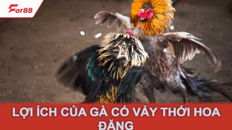 Lợi ích của gà có vảy thới hoa đăng