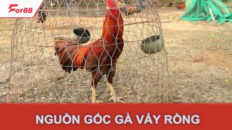 Nguồn gốc gà vảy rồng