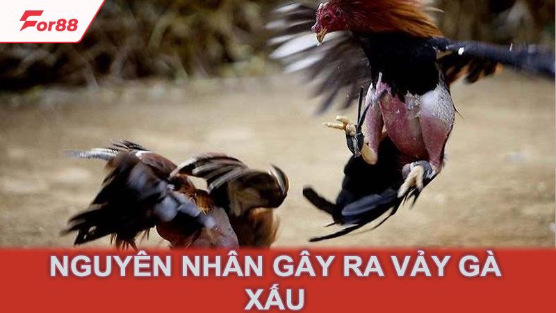 Nguyên nhân gây ra vảy gà xấu