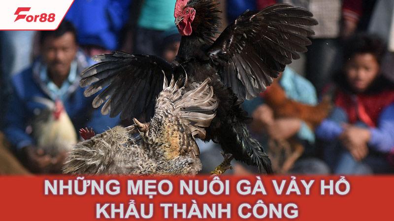 Những mẹo nuôi gà vảy hổ khẩu thành công