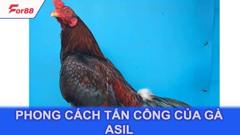 Phong cách tấn công của gà Asil