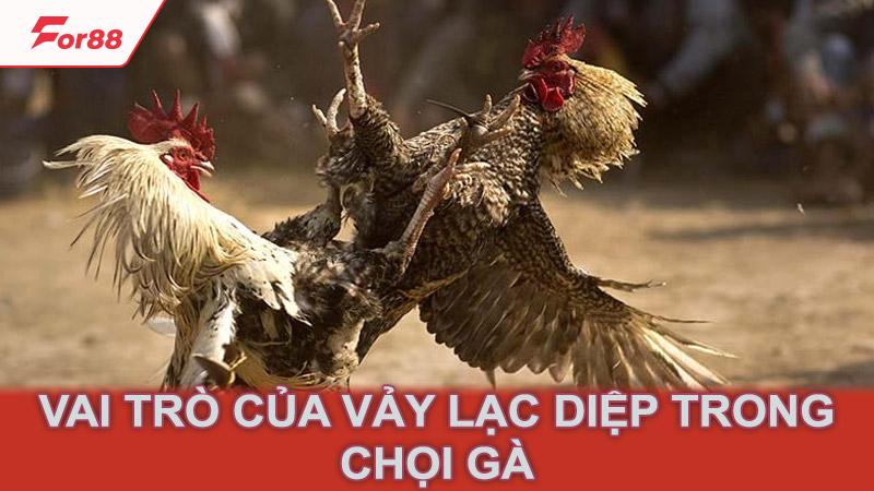 Vai trò của vảy lạc diệp trong chọi gà