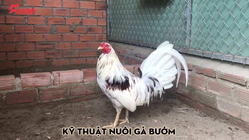 Kỹ thuật nuôi gà bướm