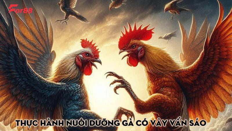 Thực hành nuôi dưỡng gà có vảy vấn sáo