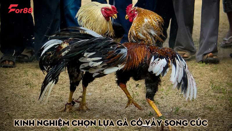 Kinh nghiệm chọn lựa gà có vảy song cúc