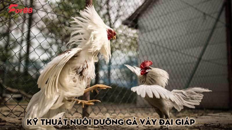 Kỹ thuật nuôi dưỡng gà vảy đại giáp