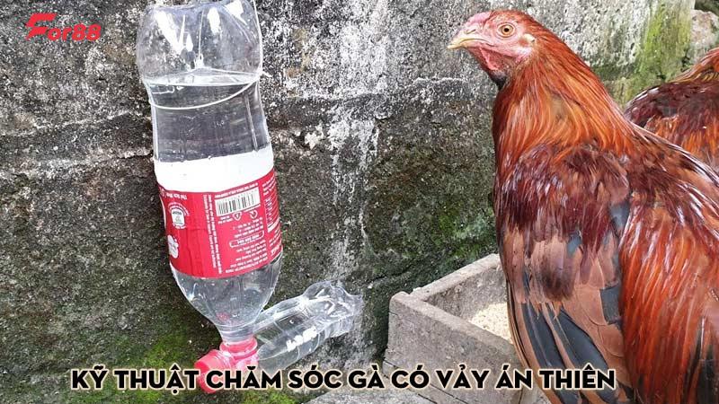 Kỹ thuật chăm sóc gà có vảy án thiên