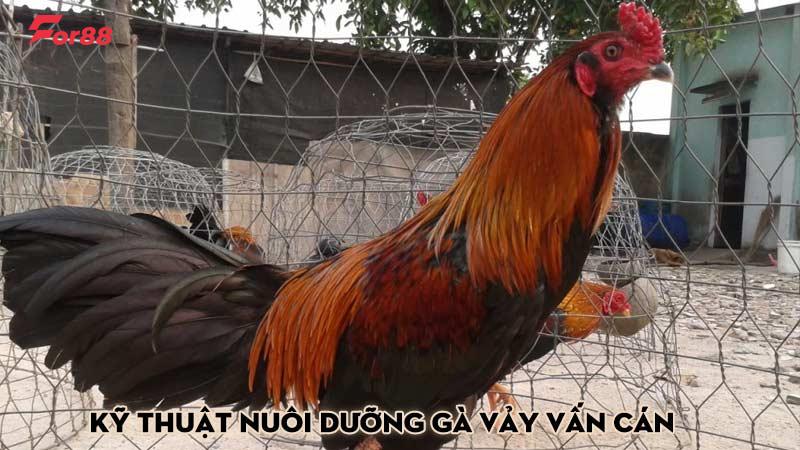 Kỹ thuật nuôi dưỡng gà vảy vấn cán