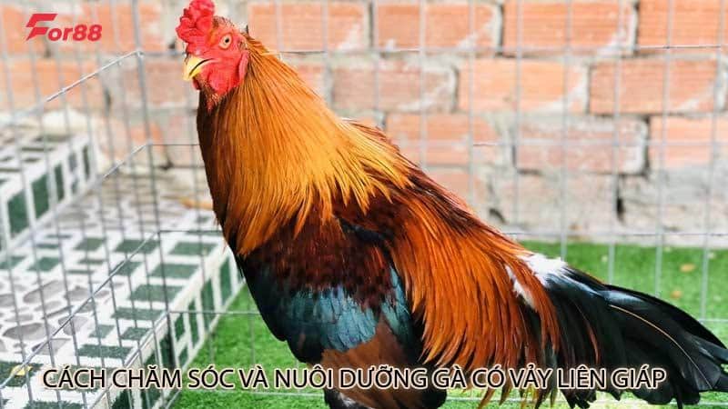 Cách chăm sóc và nuôi dưỡng gà có vảy liên giáp