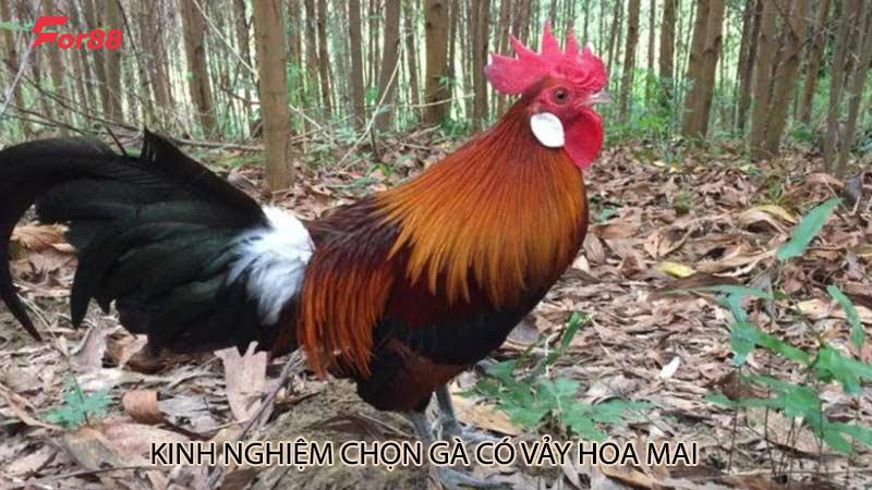 Kinh nghiệm chọn gà có vảy hoa mai
