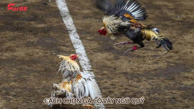 Cách chọn gà có vảy ngũ quỷ