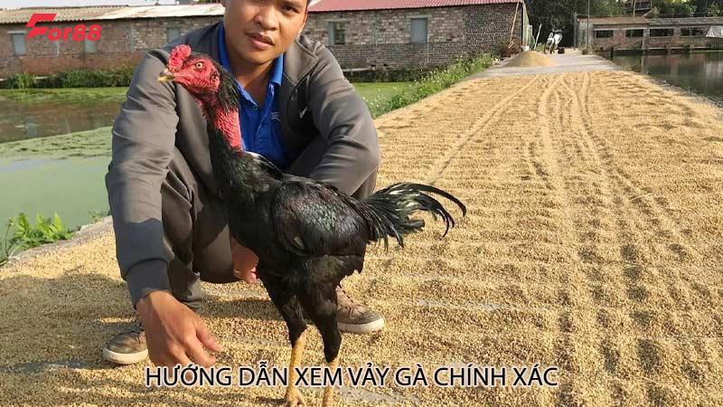 Hướng dẫn xem vảy gà chính xác