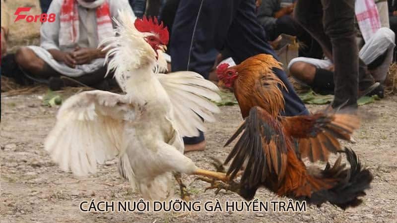 Cách nuôi dưỡng gà huyền trâm